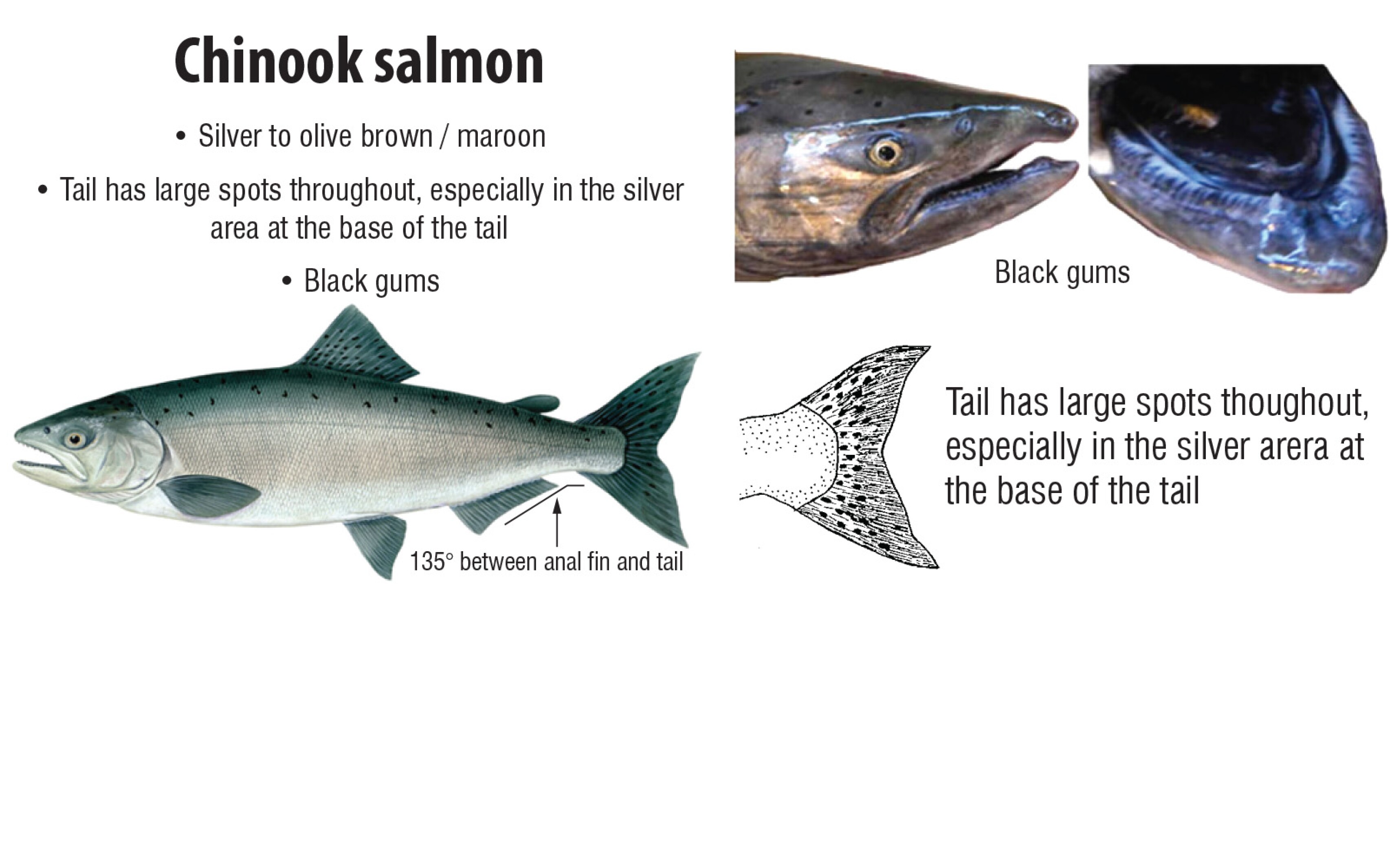 How To Distinguish Between Chinook Salmon Coho Salmon And Steelhead how-to-distinguish-between-chinook-salmon-coho-salmon-and-steelhead